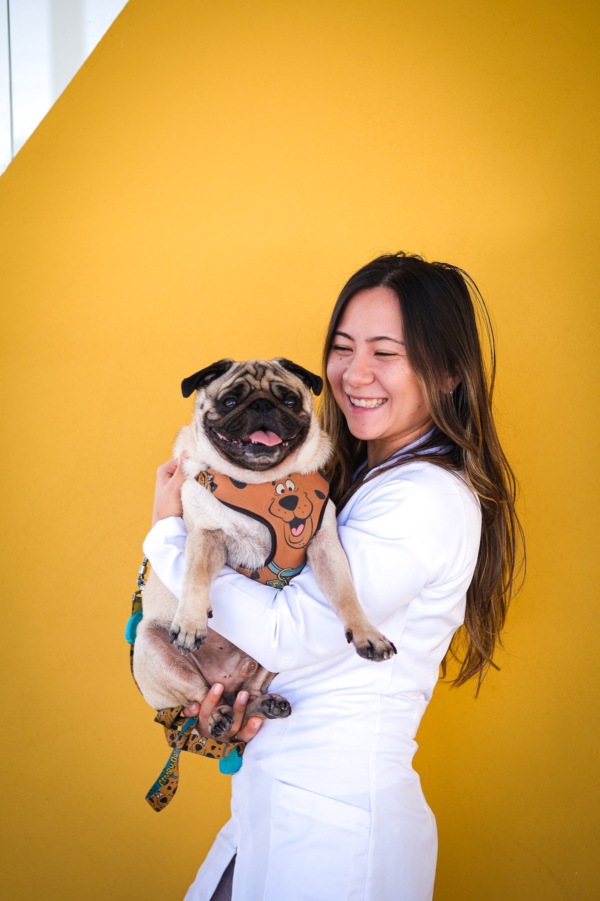 Moça de jaleco branco segurando um pug no colo, na frente de um fundo amarelo